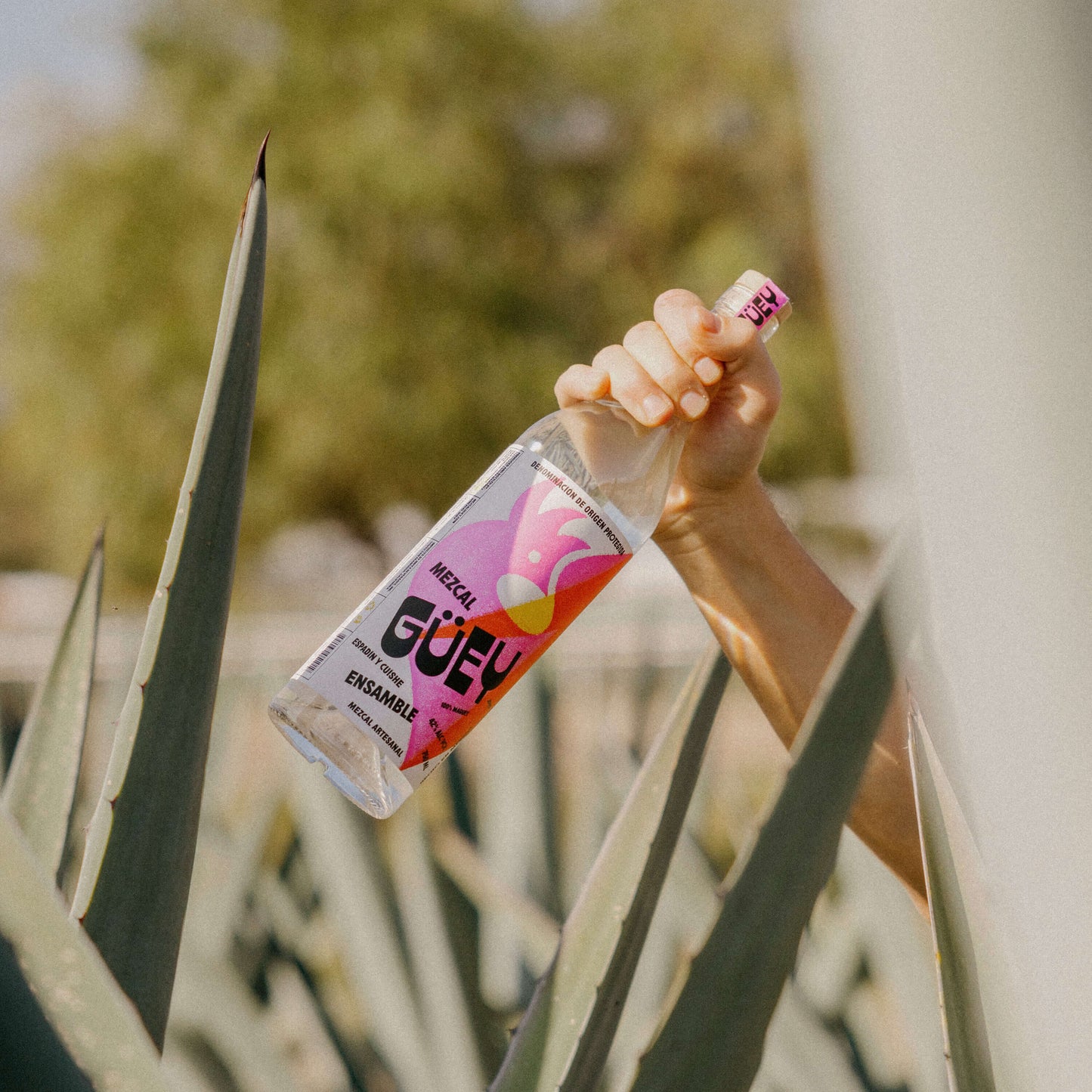 GÜEY MEZCAL ENSAMBLE